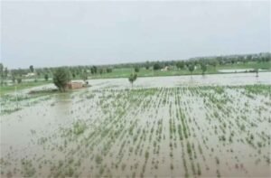 कैथल से किसानों के लिए बुरी खबर सामने आ रही, जिले में टूटी माइनर, किसानों की कई एकड़ गेहूं जलमग्न
