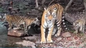 रणथंभौर टाइगर रिजर्व बना देश का सबसे घनी टाइगर आबादी वाला