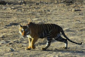 माधव टाइगर रिजर्व में छोड़ी नई बाघिन को भाया जंगल, पन्ना से आई बाघिन ने 24 घंटे में 15 किमी का क्षेत्र घूमा