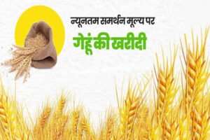 आज से मध्यप्रदेश में गेहूं खरीदी, भोपाल में 60 सेंटर बने,  इंदौर, उज्जैन-नर्मदापुरम में अच्छी आवक होने की उम्मीद