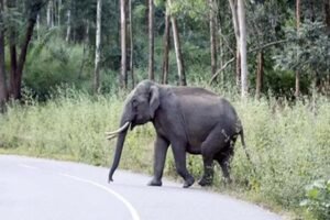 झारखंड के गुमला और सिमडेगा जिले में गुस्साए हाथी ने 12 घंटे के दौरान चार लोगों को कुचलकर मार डाला