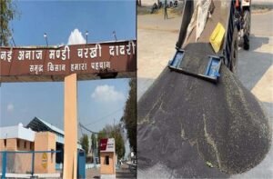 चरखी दादरी अनाज मंडी में सरसों की आवक शुरू, नकली सरसों बेचने वालों पर रहेगी CCTV कैमरों की नजर