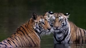 बाघों की सुरक्षा के लिए वन प्रबंधन के विशेष इंतजाम, जंगल की आग और बाघों की सुरक्षा के लिए समर अलर्ट