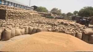 MSP पर गेहूं खरीदी का रिकॉर्ड, सीहोर नंबर-1 पर; एक माह में 5.29 लाख टन से अधिक बिक्री