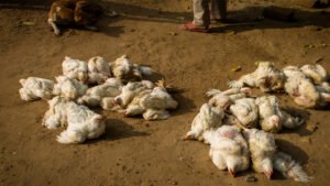 कोरिया :बर्ड फ्लू- पक्षियों, अंडों और पोल्ट्री आहार के विनिष्टिकरण के बाद सरकार के दिशा- निर्देशों के तहत पशुपालकों व किसानों को मिलेगा मुआवजा