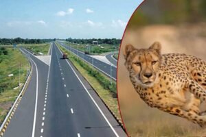श्योपुर में चीतों के घर के कारण अटका 495 करोड़ का हाईवे प्रोजेक्ट! 8 महीने से अटका काम