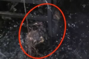 छत्तीसगढ़ में UP के 2 मजदूर जिंदा जले, निर्माण कैंपों की सुरक्षा व्यवस्था पर सवाल