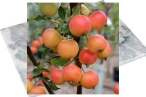 तुर्की पर ट्रेड स्ट्राइक… उदयपुर के मार्बल कारोबारी नहीं भेजेंगे माल तो पुणे में सेब का बॉयकाट