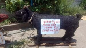 प्रदेश में हिंदू संगठन ने तैयार करवाए खास तरह के बकरे, मुस्लिमों से की ईको-फ्रेंडली बकरा ईद मनाने अपील