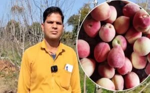 किसान ने बुंदेलखंड में उगा दिए हिमाचल के सेब, खेती कर किया हैरान, अब होगा बंपर मुनाफा