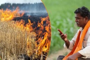 एमपी में नरवाई जलाने वाले 7000 किसानों की किसान सम्मान निधि पर लगेगी रोक? जानें क्यों होगा ऐसा