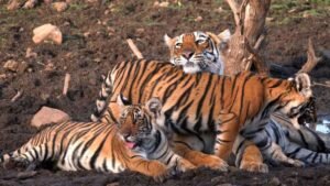 पन्ना के बाद अब सतना के सरभंगा और परसमनिया को मिलेगा कंजर्वेशन रिजर्व का दर्जा