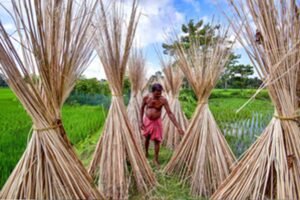 भारतीय किसानों को राहत: बांग्लादेश से जूट आयात पर लगी रोक