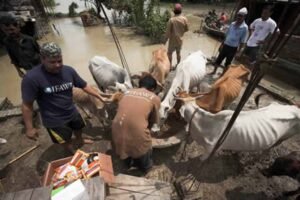 आपदा से पशुओं का जीवन बचाने के लिए सरकार चला रही पशु चारा वितरण कार्यक्रम
