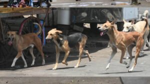 भोपाल में स्ट्रीट डॉग्स पर लगाम, हर कुत्ते का बनेगा बायोडाटा और लगेगी माइक्रोचिप