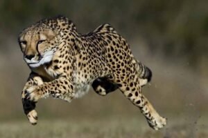 नौरादेही में बसेंगे अफ्रीकन चीते, बाघ और चीते की साझा दहाड़ गूंजेगी जंगल में, 600 वर्ग किमी क्षेत्र में बसेंगे अफ्रीकन चीते