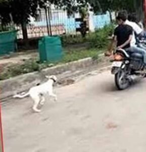 क्रूरता का शर्मनाक वीडियो: कुत्ते को बाइक के पीछे बांधकर दौड़ाया गया