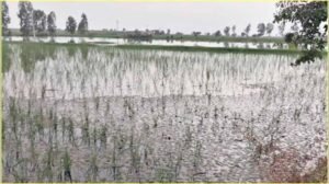 हरियाणा के जिले में ड्रेन टूटने से 20 से अधिक गांव में जलभराव, किसानों की फसलें तबाह