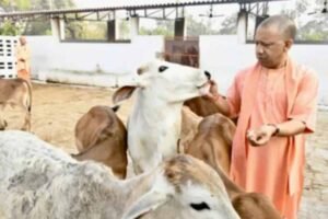 सीएम योगी के नेतृत्व में यूपी में गो सेवा से होगा विकास, पंचगव्य और बायोगैस उत्पादन