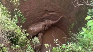 कुएं में फंसे दो हाथियों को बचाने के लिए वन विभाग ने शुरू किया रेस्क्यू ऑपरेशन