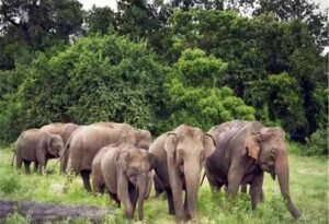 कुल्लू, रांची में हाथियों का कहर: झुंड ने घर किया तबाह, परिवार बेघर