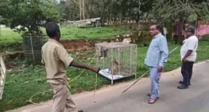 गुरु घासीदास पार्क से 35 बंदर शिफ्ट, उत्पाती बंदरों से मिलेगी राहत