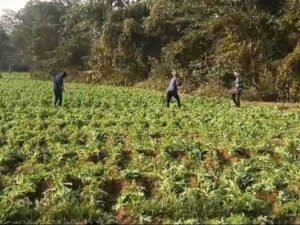 सरायकेला-खरसावां में पुलिस का प्री-कल्टीवेशन अभियान, ग्रामीणों ने अफीम खेती रोकने की शपथ ली