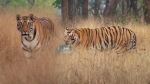 MP में बन रहा बाघों के लिए सुरक्षित कॉरिडोर, नौरादेही से बांधवगढ़ तक जुड़ेंगे 4 टाइगर रिजर्व