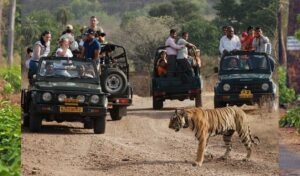 जंगल सफारी की बुकिंग शुरू, कान्हा नेशनल पार्क फुल; सतपुड़ा में नए वाहनों के साथ सैर-सपाटा संभव