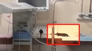 ‘चूहों के हमले’ से नवजात की मौत, NHRC ने MP स्वास्थ्य विभाग और इंदौर DM को नोटिस भेजा