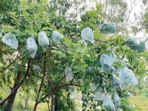 मोहाली अमरूद बाग मुआवजा घोटाले में ED का बड़ा एक्शन, 9.87 करोड़ की संपत्ति और शेयर अटैच