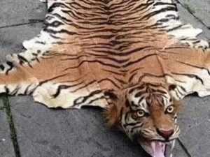 अंतर्राष्ट्रीय बाघ तस्कर ढरके लामा के विरूद्ध इंटरपोल मुख्यालय फ्रांस द्वारा रेड कार्नर नोटिस जारी