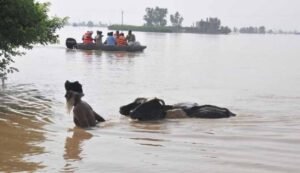 पंजाब में बाढ़ का कहर: 6515 पक्षी और 502 मवेशी हुई मौत, CM मान करेंगे मुआवजे का ऐलान