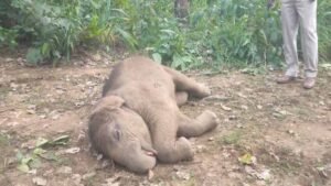 तालाब में डूबने से हाथी शावक की मौत, वन विभाग में मचा हड़कंप