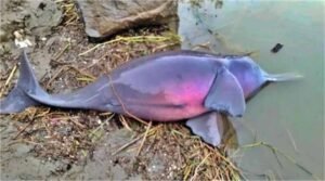 साहिबगंज में गंगा किनारे मृत मिली डॉल्फिन, वन विभाग ने शुरू की जांच