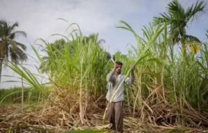 दीपावली से पहले किसानों के चेहरे खिले, गन्ना उत्पादकों को 5.98 करोड़ का तोहफा