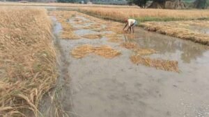 बालोद में फसलों पर माहू का हमला, किसानों की मेहनत पर फिरा पानी