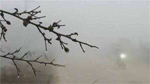 महेंद्रगढ़ में कड़ाके की ठंड, तापमान गिरा 14.5°C; नारनौल में मिली ताज़ी हवा