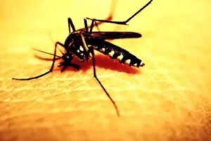 मच्छरों का खतरा बढ़ा: डेंगू नहीं, अब चिकनगुनिया ने मचाई दहशत!