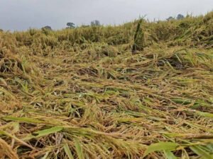 चक्रवात ‘मोंथा’ का कहर: झारखंड में तबाही, तेज हवा और बारिश से बर्बाद हुई फसलें