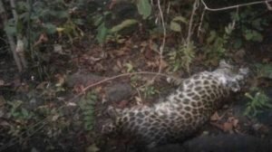 जंगल में तेंदुए का रहस्यमय शिकार, चारों पंजे गायब मिलने से मचा हड़कंप