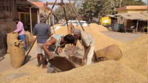 धान खरीद में नया रिकॉर्ड: 4 लाख से अधिक किसानों से खरीदा गया 25 लाख मीट्रिक टन धान