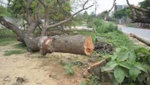 भोपाल-अयोध्या बायपास पर NGT का बड़ा फैसला, पेड़ों की कटाई पर तत्काल रोक