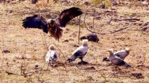 इंदौर में सफेद गिद्धों की संख्या में इजाफा, 9 साल बाद ‘आकाश के रक्षक’ की वापसी