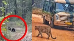 सनबाथ करते दिखे शेर-बाघ-भालू, राजगीर का जू सफारी ठंड में बना पर्यटकों का हॉटस्पॉट