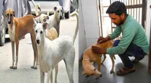 मेडिकल कॉलेज अस्पतालों में गिने जाएंगे आवारा कुत्ते, संख्या बढ़ेगी तो बनेंगे शेल्टर होम