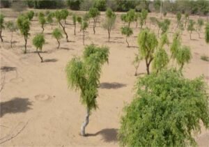 खेजड़ी बचाओ अभियान तेज, 2 फरवरी को बीकानेर में महापड़ाव का ऐलान