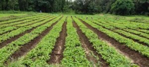 खुशबू से कमाई तक: लेमनग्रास की खेती से आत्मनिर्भर बन रहीं महिलाएँ