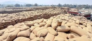 धान उठाव में सुस्ती पर सरकार का कड़ा रुख, मार्कफेड DMO किशोर चंद्रा हटाए गए