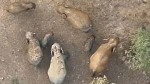 जंगल की दिल छू लेने वाली तस्वीर: मादा हथिनी की छाया में सुरक्षित दिखे नन्हें गजराज